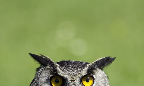 Learning Animals, quando a vontade de aprender é uma forma de estar e a aprendizagem é um ato contínuo